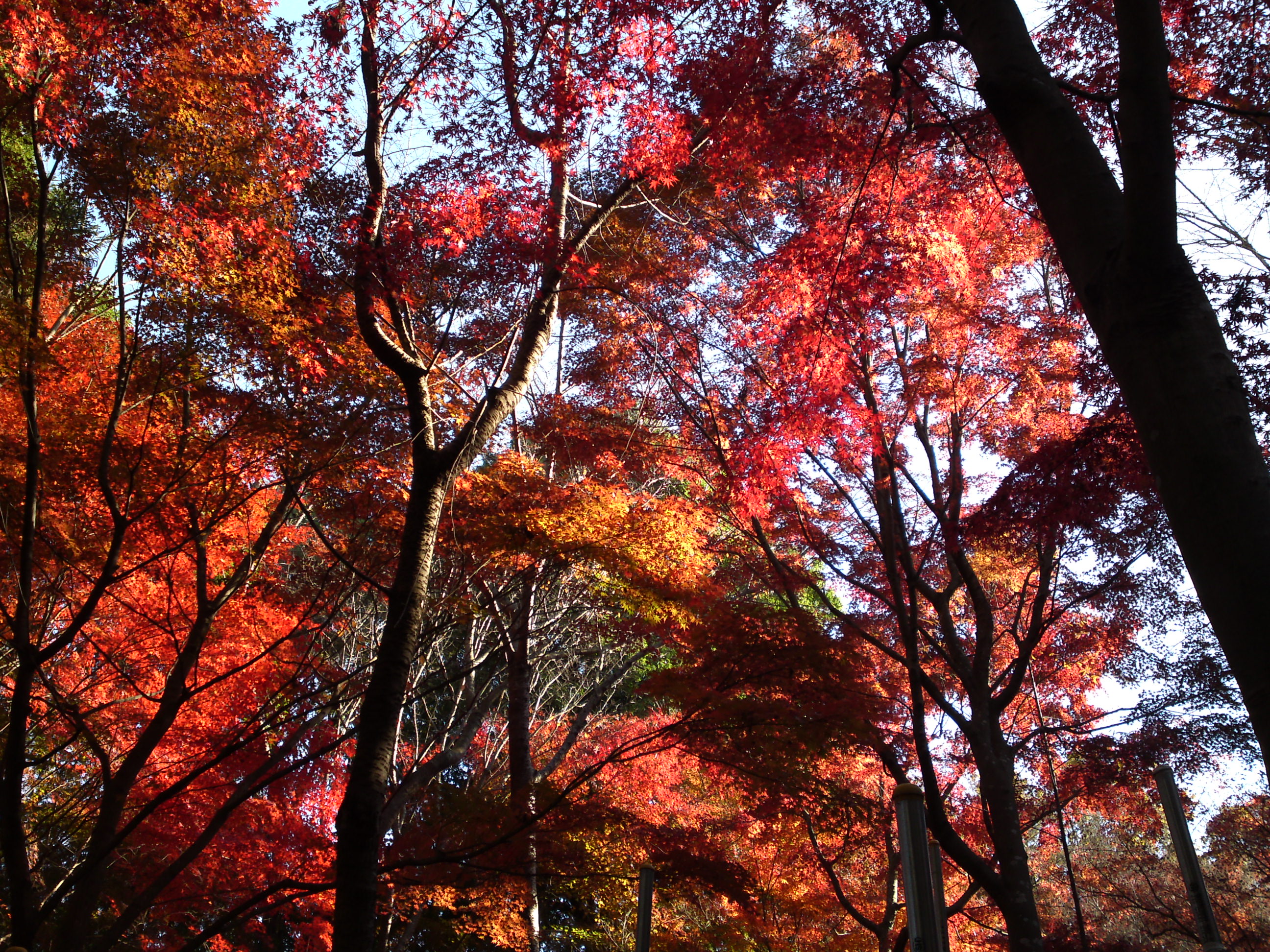 2017年大町自然観察園秋の紅葉山３０