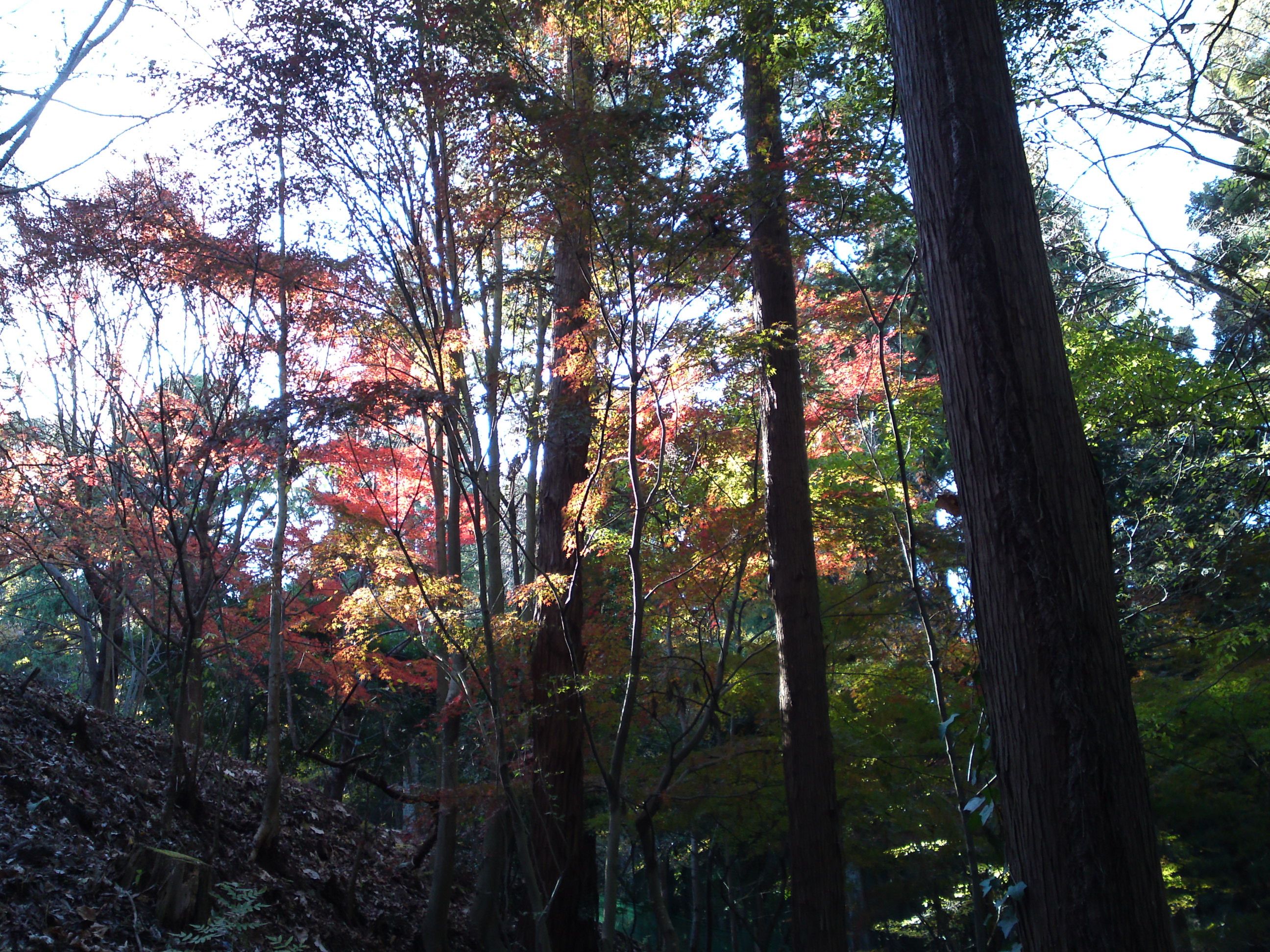 2017年大町自然観察園秋色の風景４