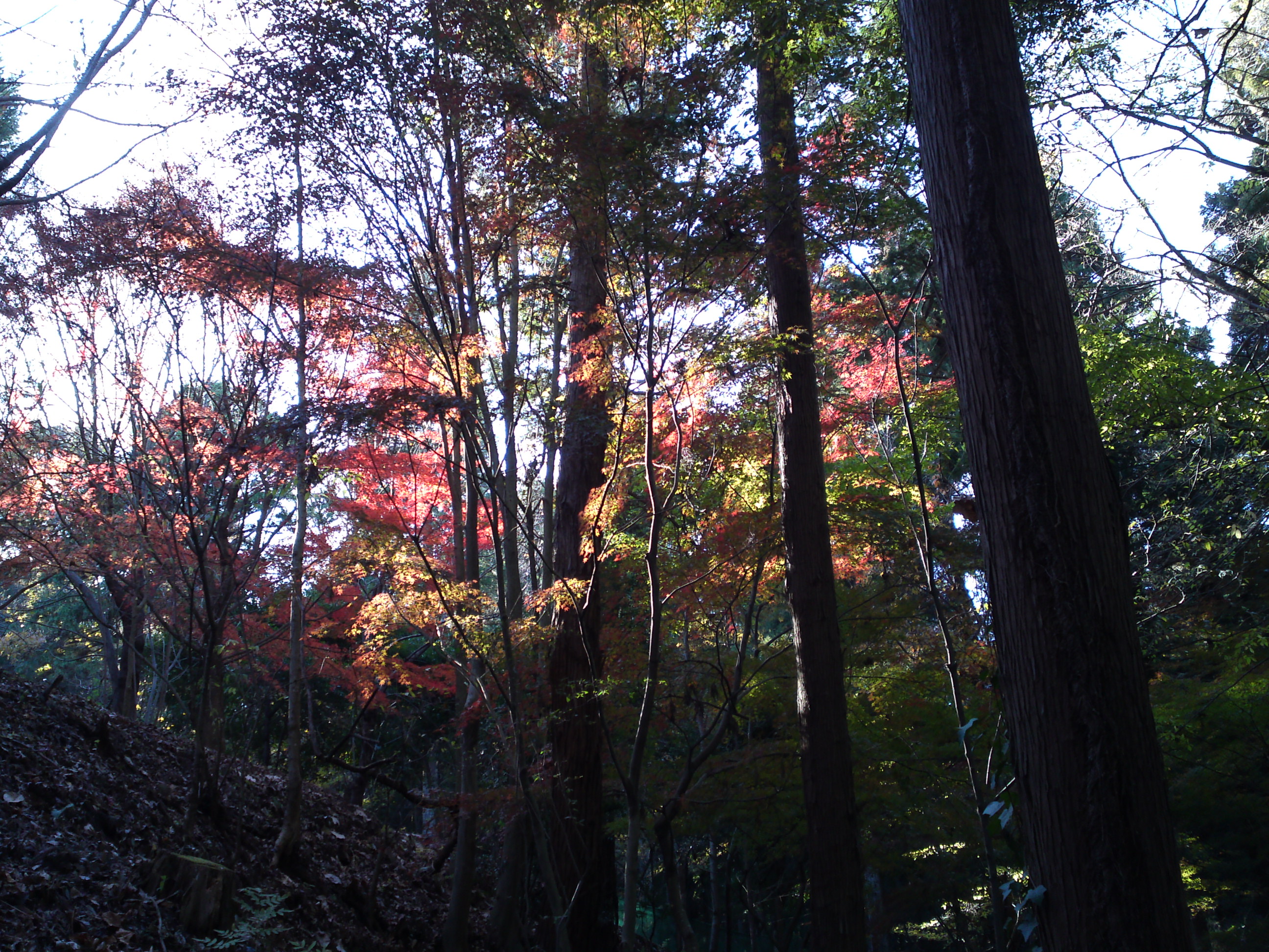 2017年大町自然観察園秋色の風景５