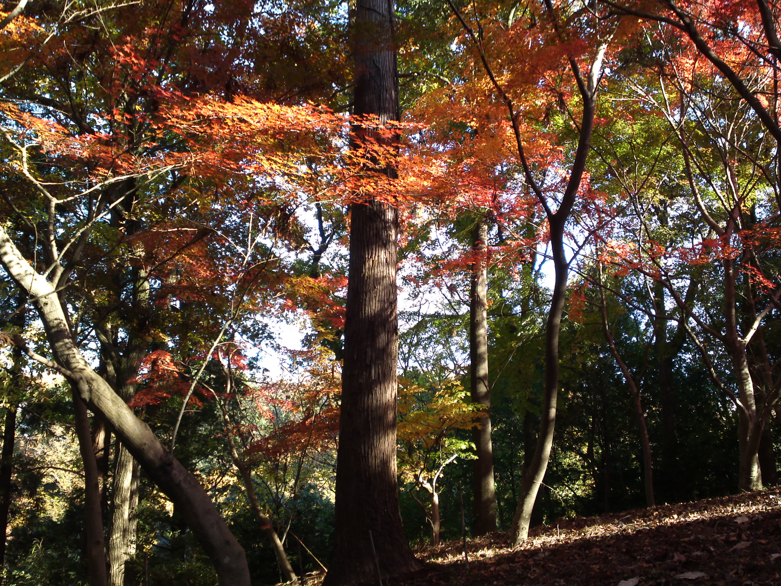 2017年大町自然観察園秋色の風景９