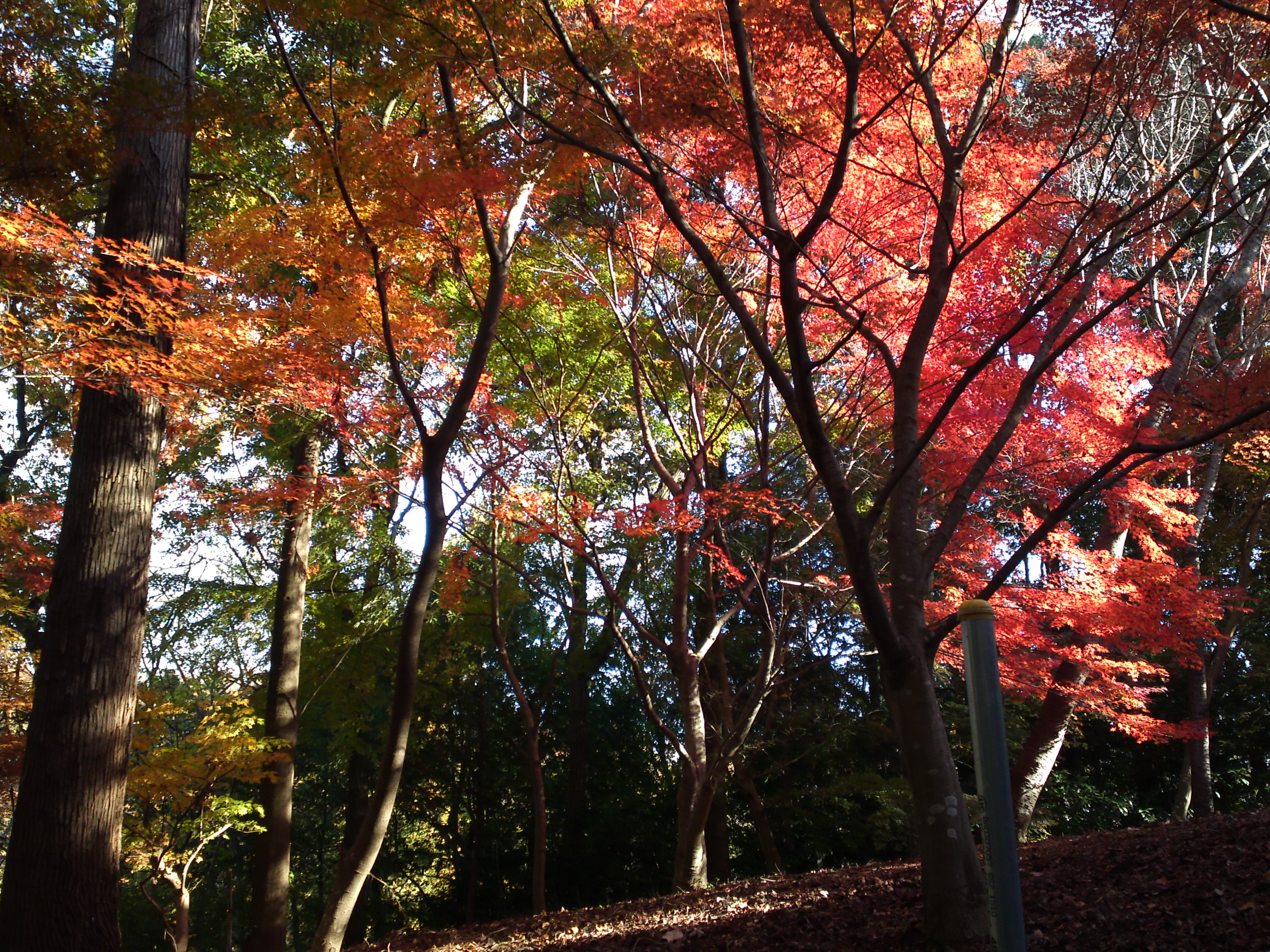 2017年大町自然観察園秋色の風景１０