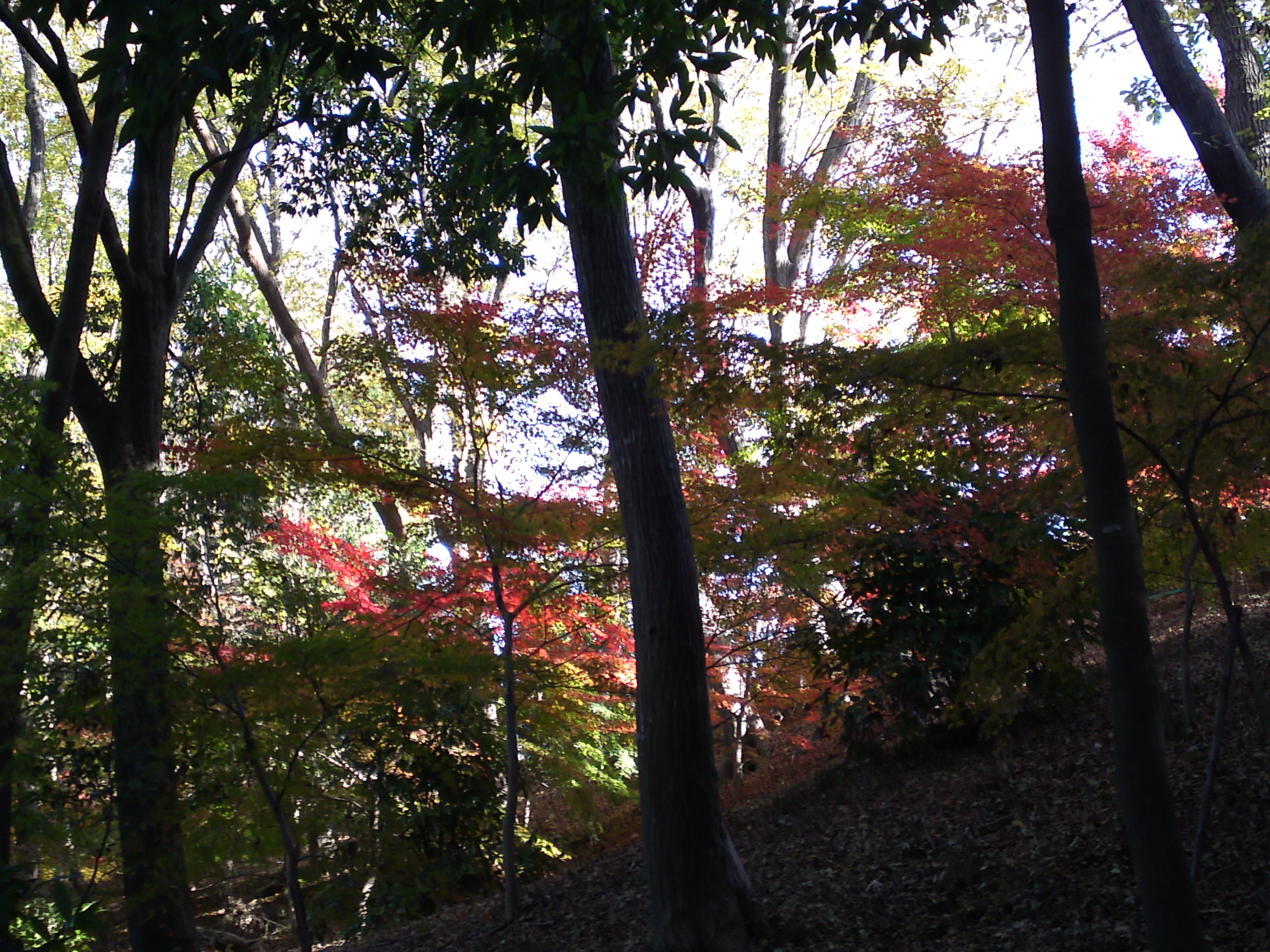 2017年大町自然観察園秋色の風景１７