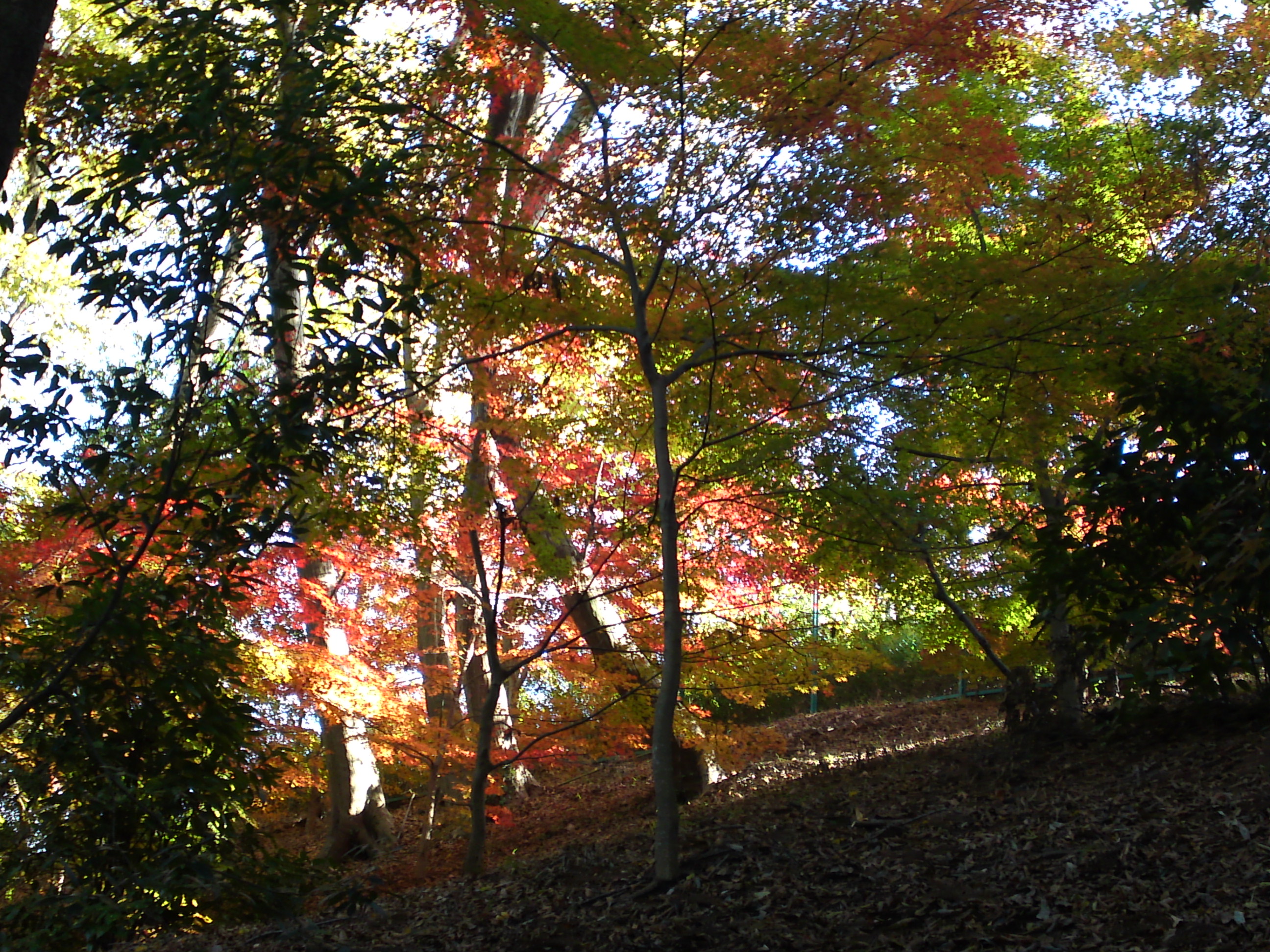 2017年大町自然観察園秋色の風景１９