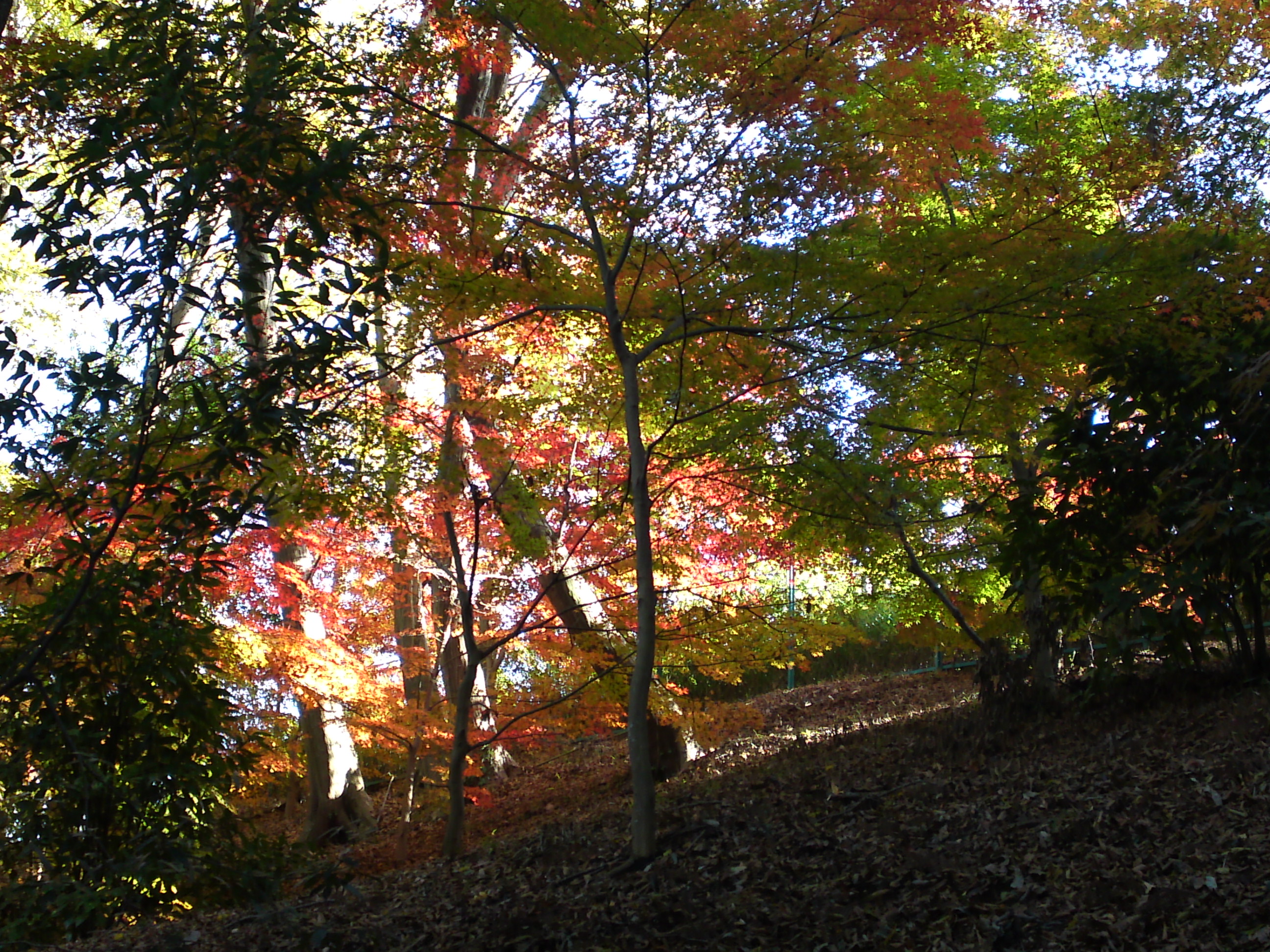 2017年大町自然観察園秋色の風景２０