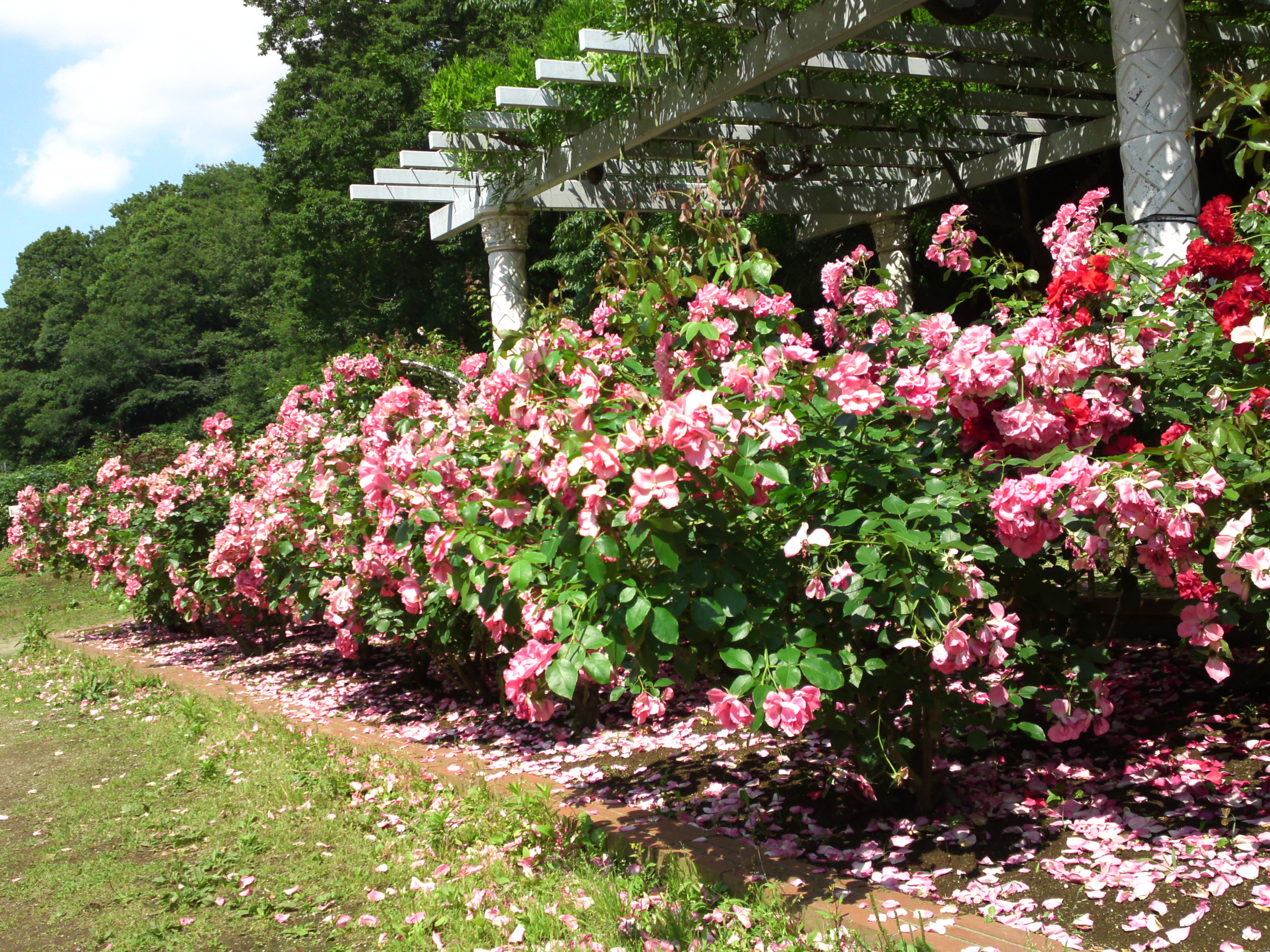 2018年大町自然観察園の初夏に咲くバラの花４