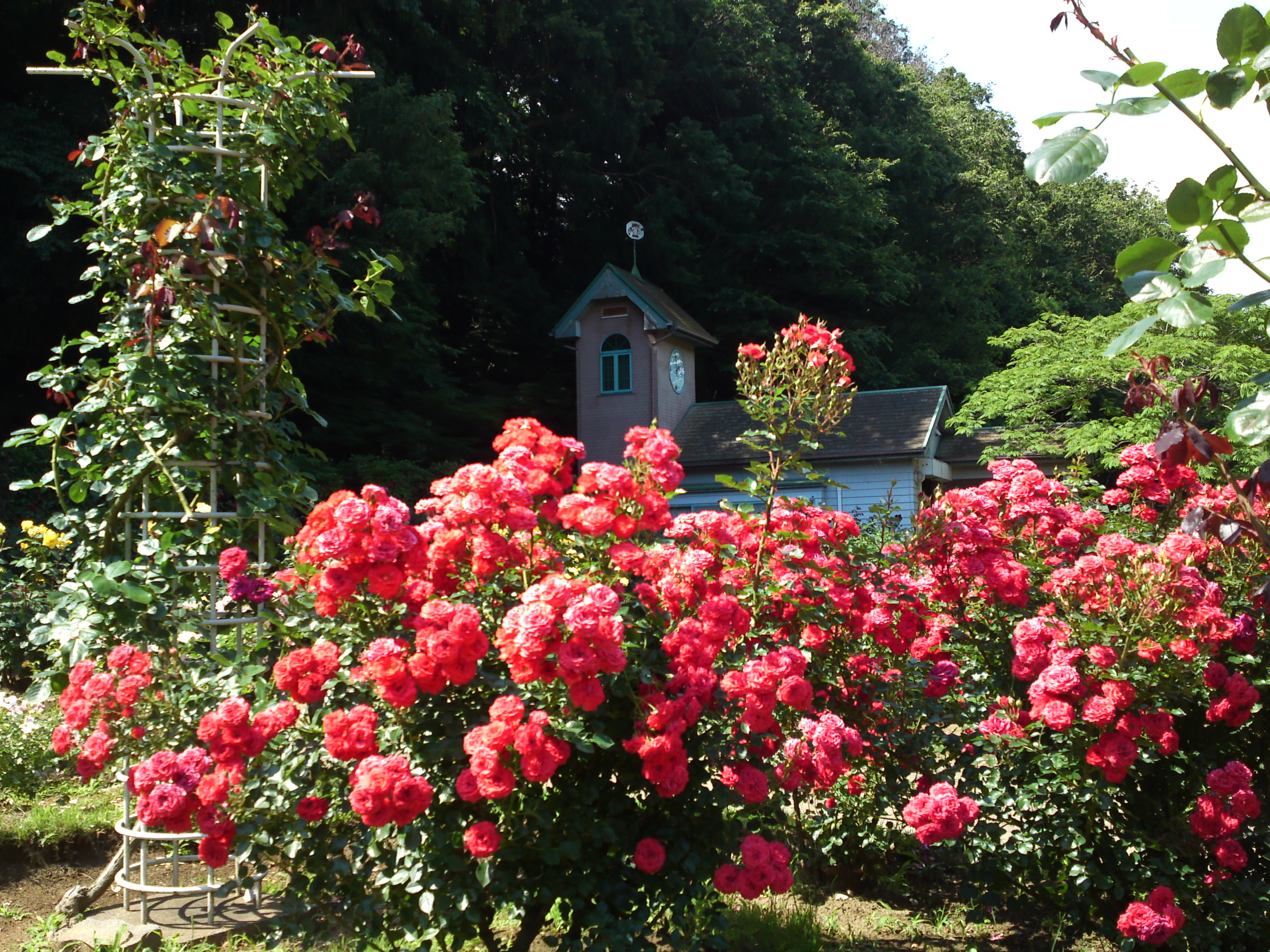 2018年大町自然観察園の初夏に咲くバラの花６