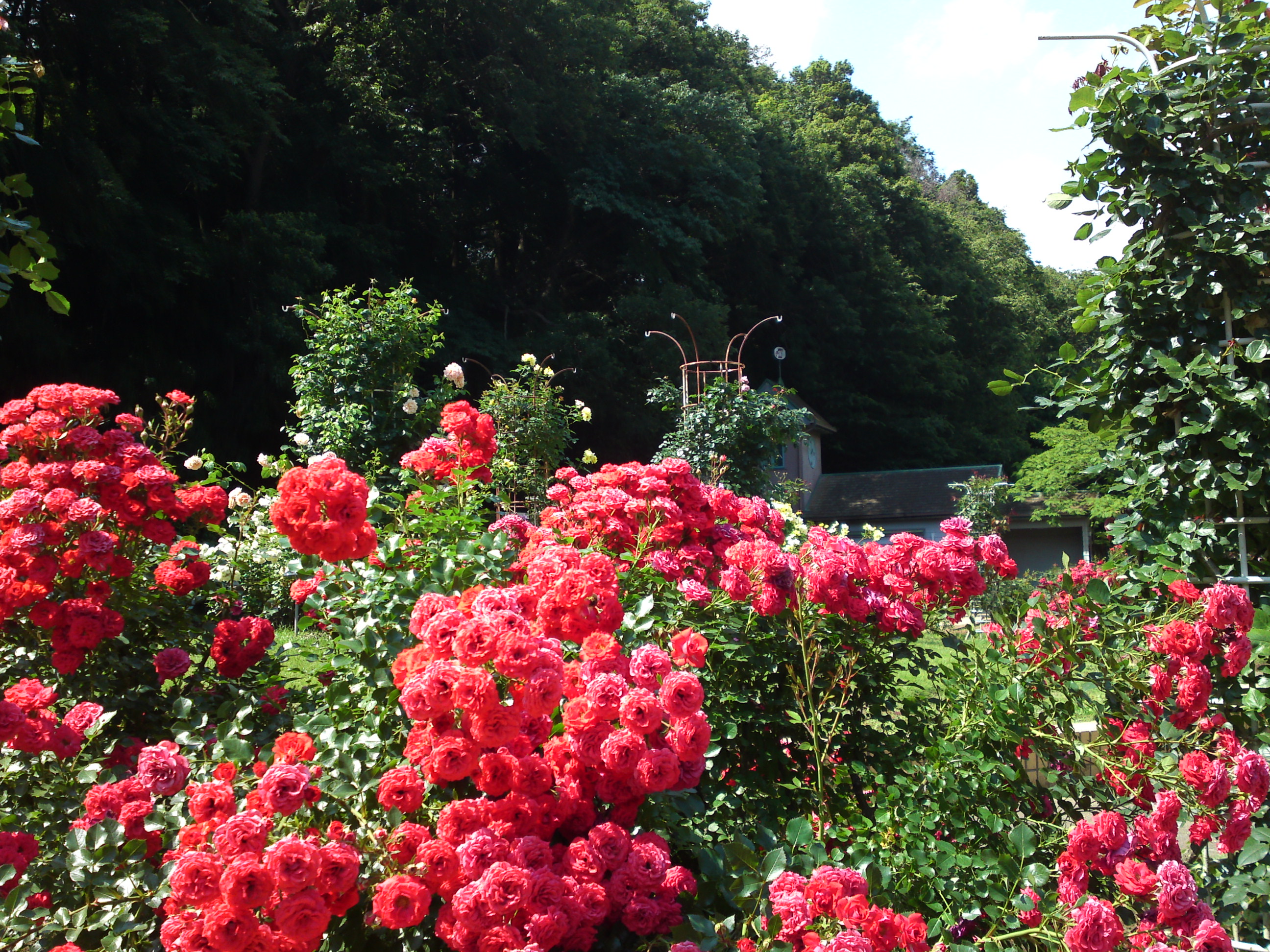 2018年大町自然観察園の初夏に咲くバラの花７