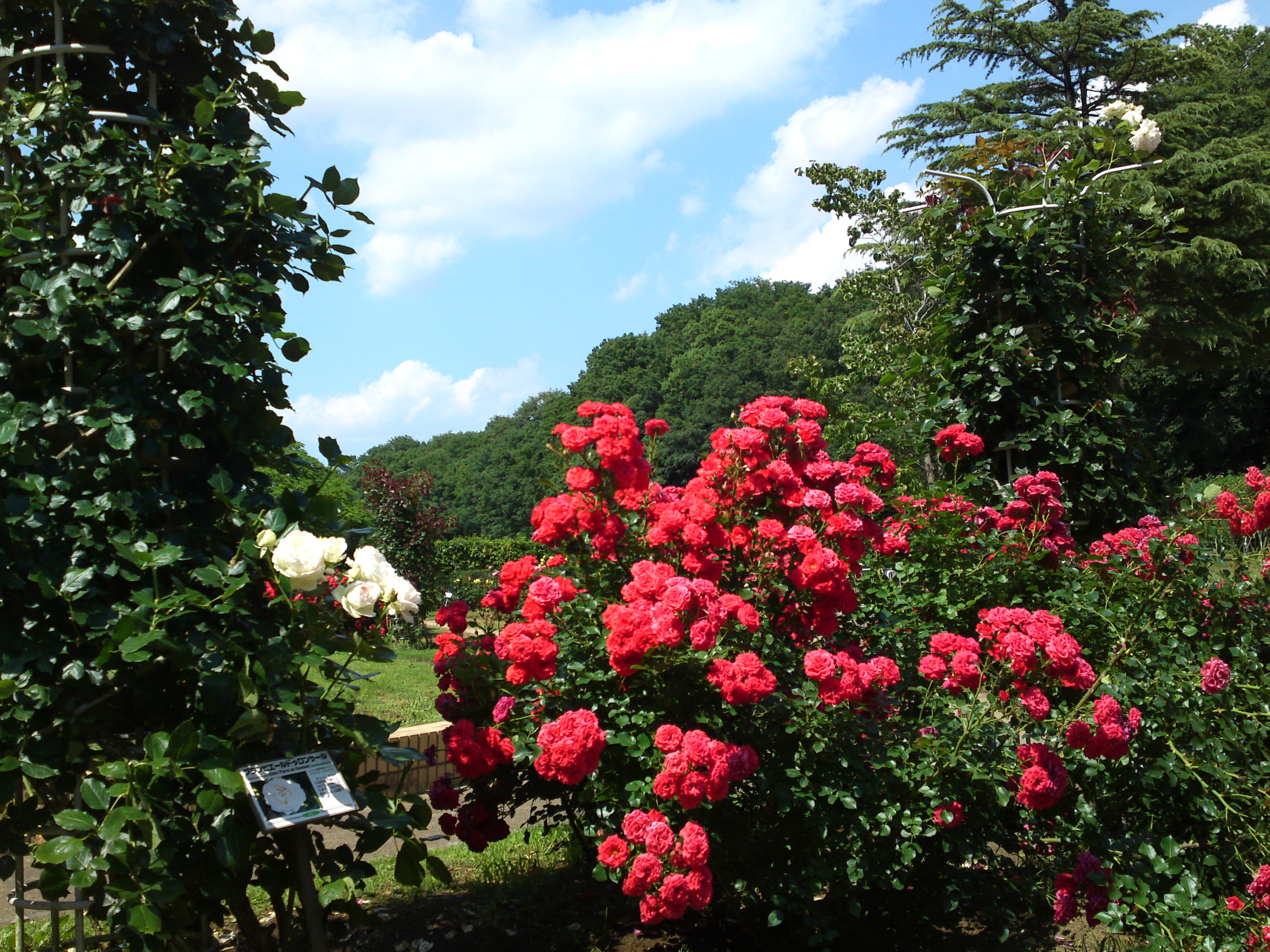 2018年大町自然観察園の初夏に咲くバラの花８