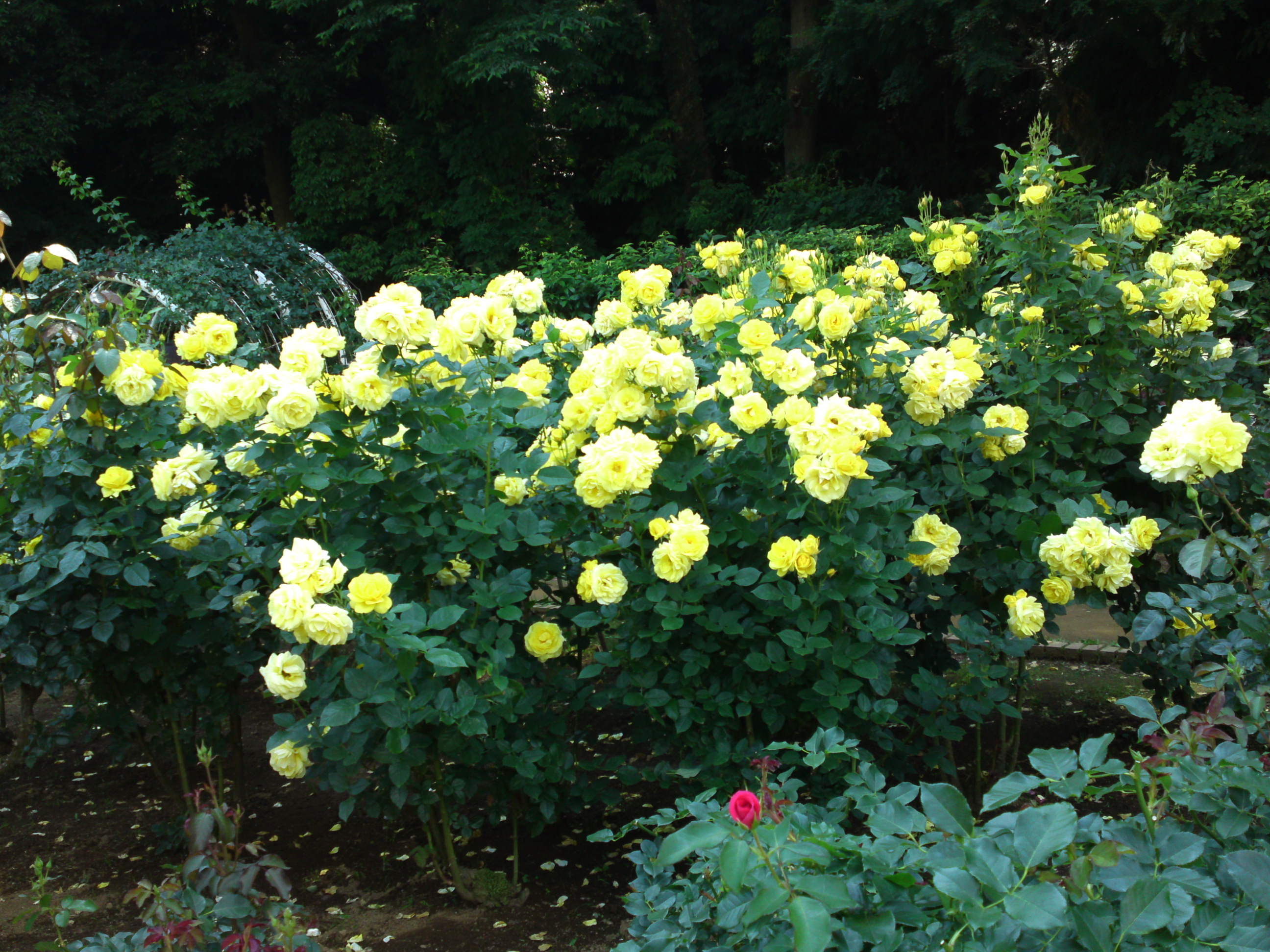 2018年大町自然観察園の初夏に咲くバラの花９