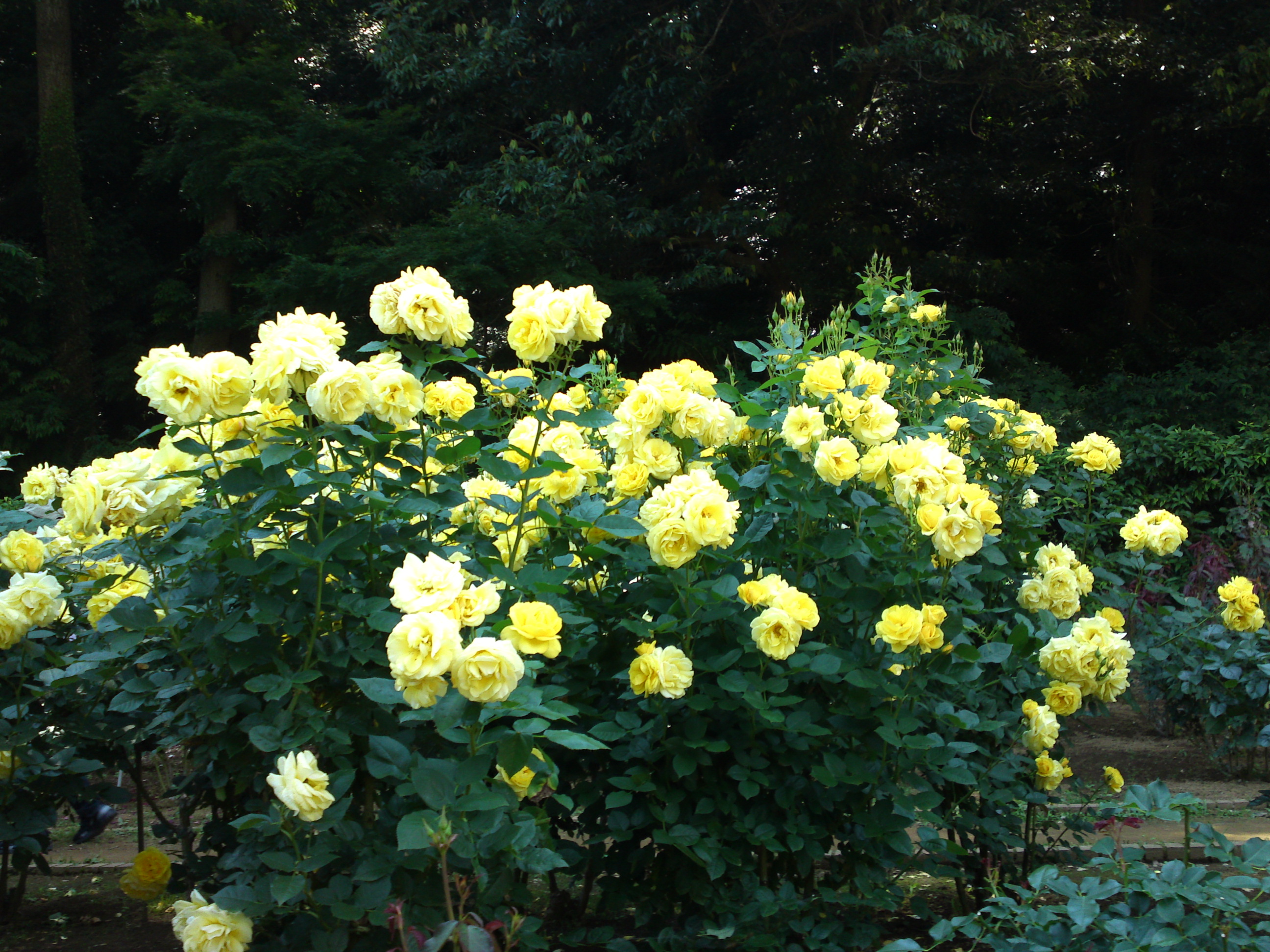 2018年大町自然観察園の初夏に咲くバラの花１０