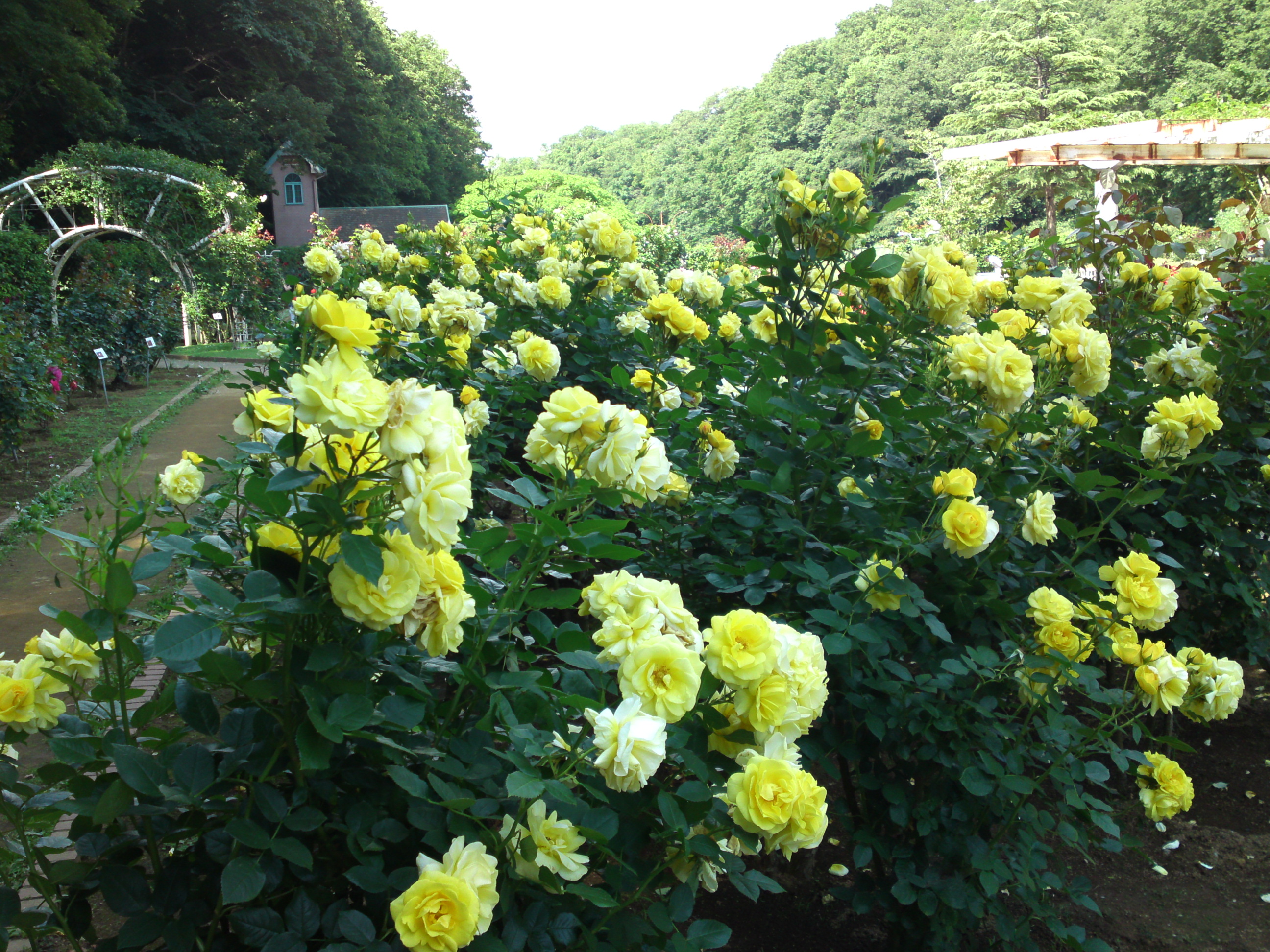 2018年大町自然観察園の初夏に咲くバラの花１２