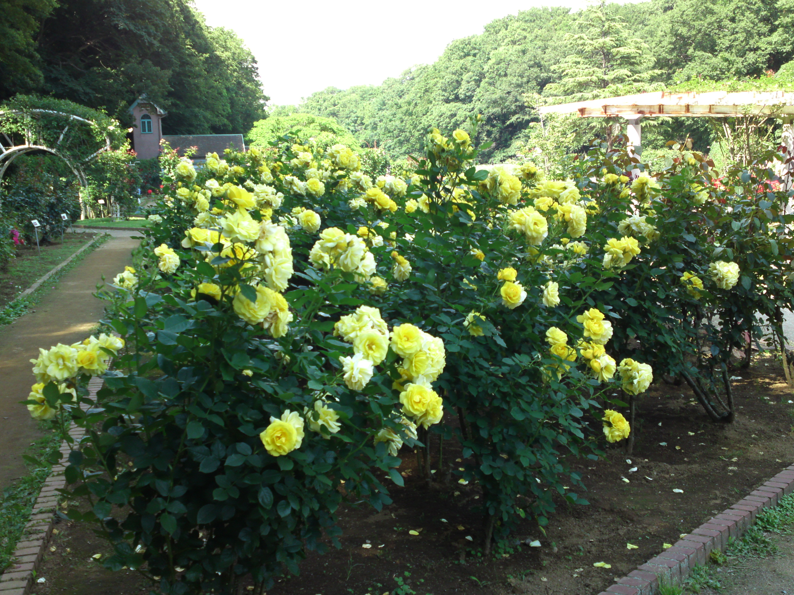 2018年大町自然観察園の初夏に咲くバラの花１３