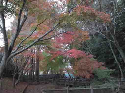 大町自然観察園の紅葉の道
