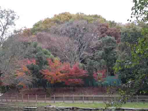 fall in Omachi Shizen Koen