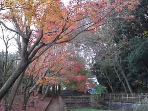 大町自然観察園の紅葉