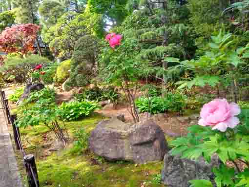 令和３年正中山遠壽院を彩る牡丹の花々