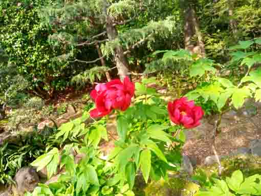 令和３年遠壽院に咲く牡丹の花�A