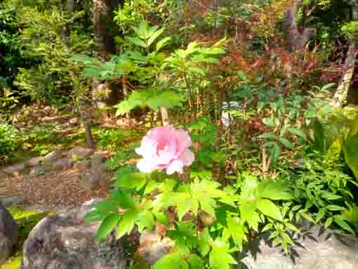 令和３年遠壽院に咲く牡丹の花�B
