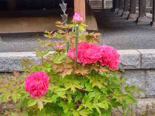 遠壽院荒行堂前に咲く牡丹の花