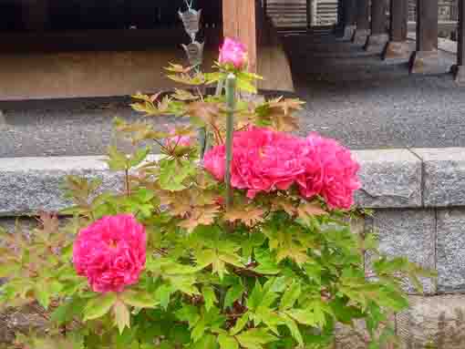 Peonies in Onjuin Temple