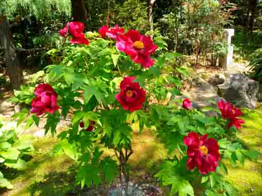 遠壽院に咲く牡丹の花１