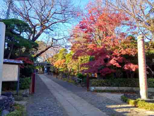 遠寿院参道に色づく赤い紅葉