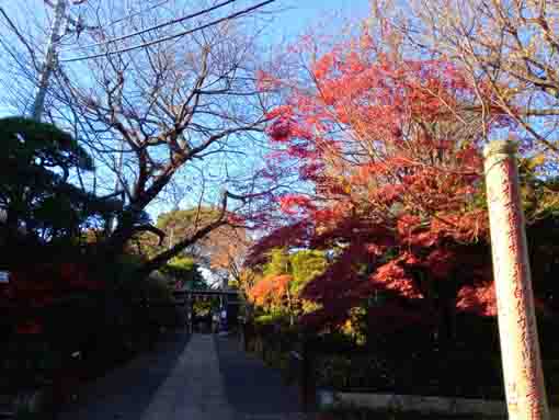 遠寿院参道の秋の彩
