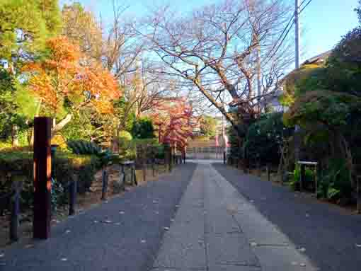 遠寿院冠木門から望む参道の紅葉