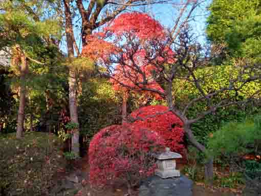 令和5年秋遠壽院の紅葉1