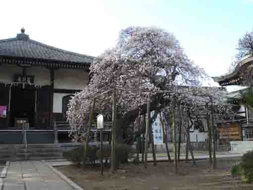 the plum tree in front of Aragyodo Hall