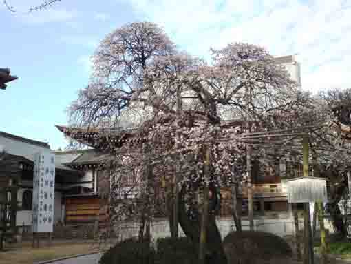 a white plam tree in Onjuin Temple