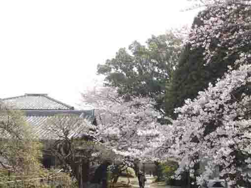 正中山遠寿院の桜