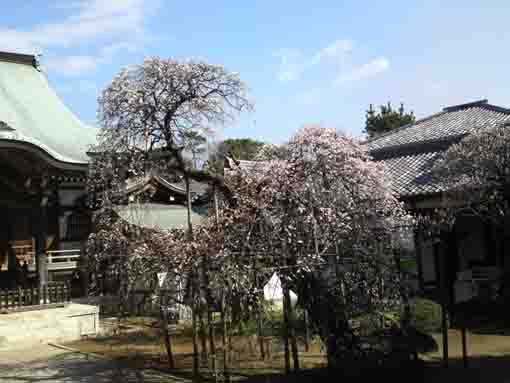 青空の下前田家古木梅全景