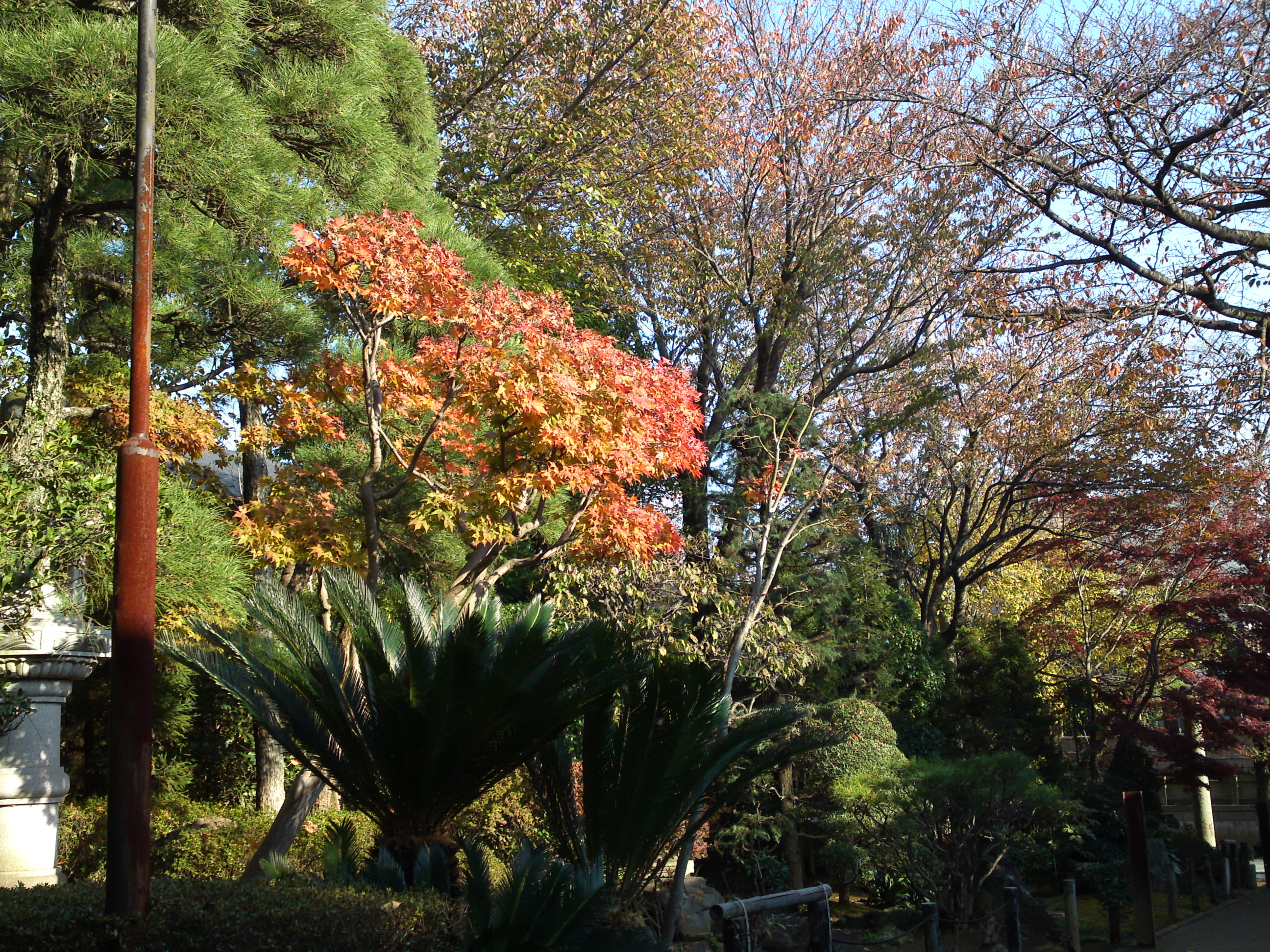 2014年遠壽院の秋３
