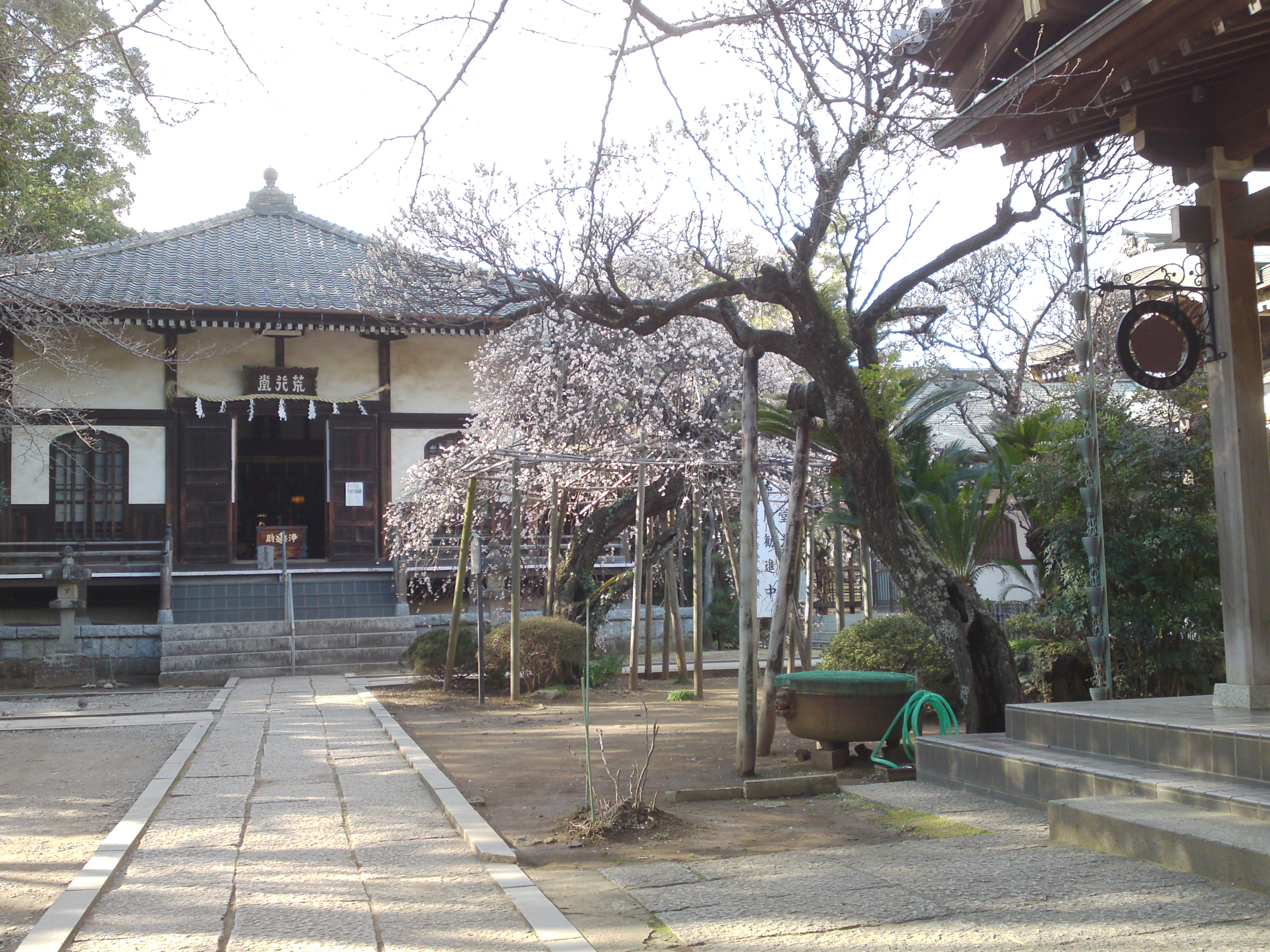 2015年遠壽院の古木梅１