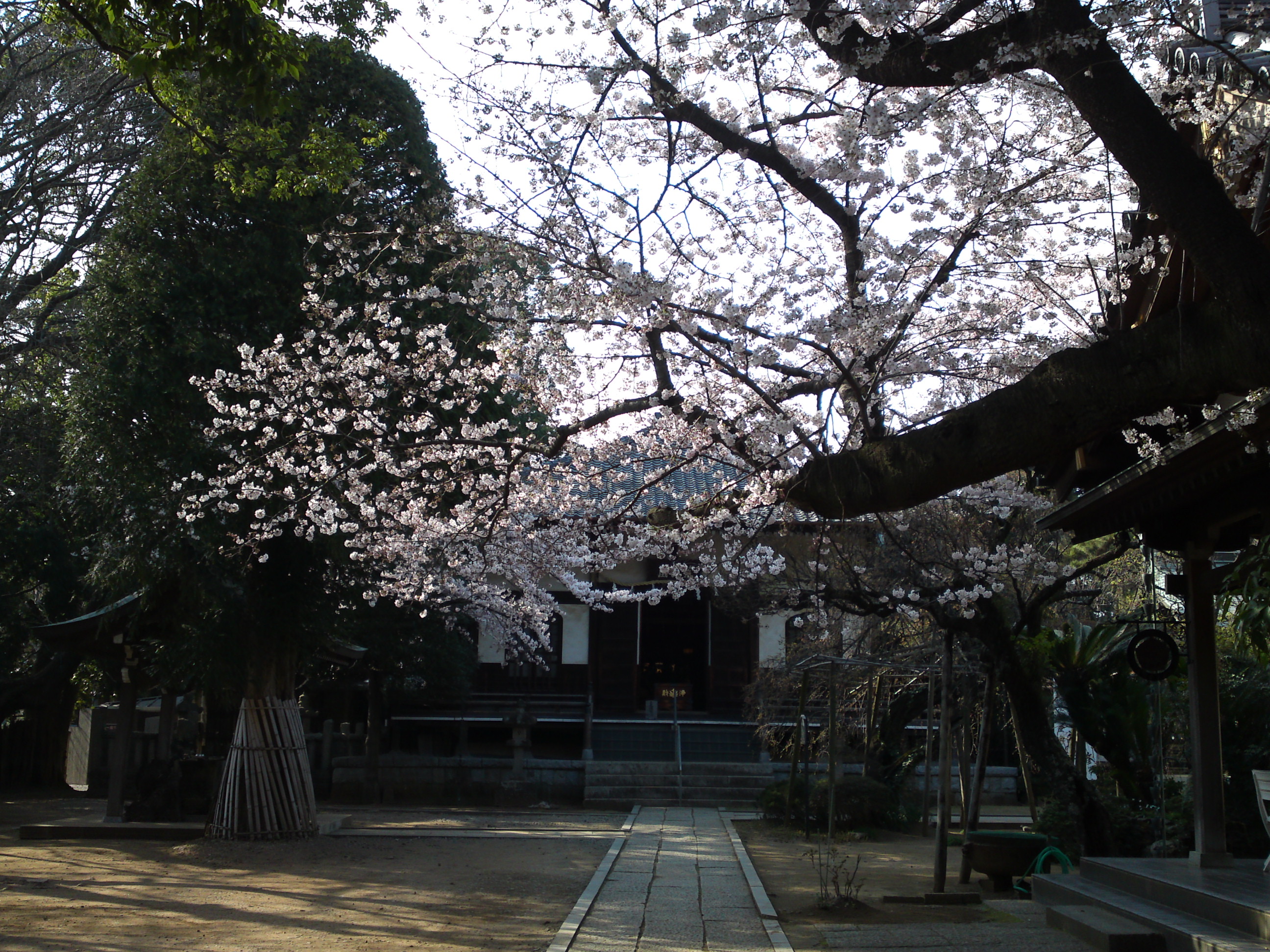 2015年遠壽院に咲く桜のj花４