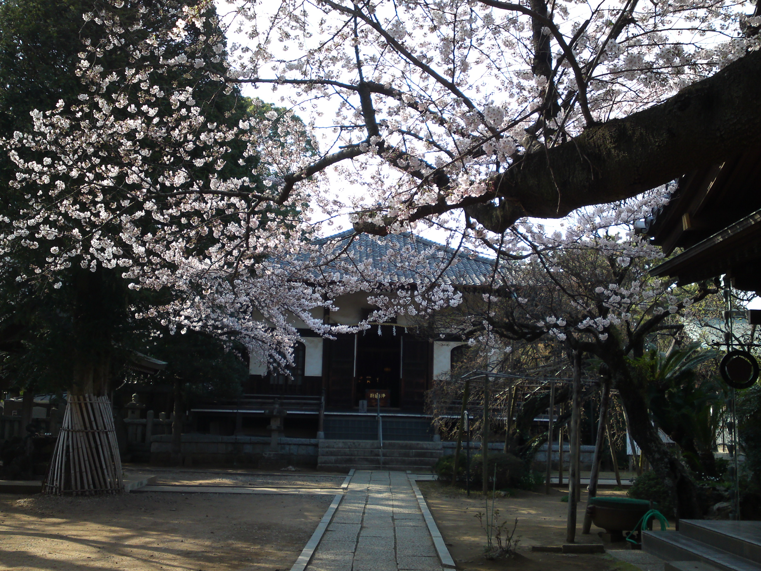 2015年遠壽院に咲く桜のj花５