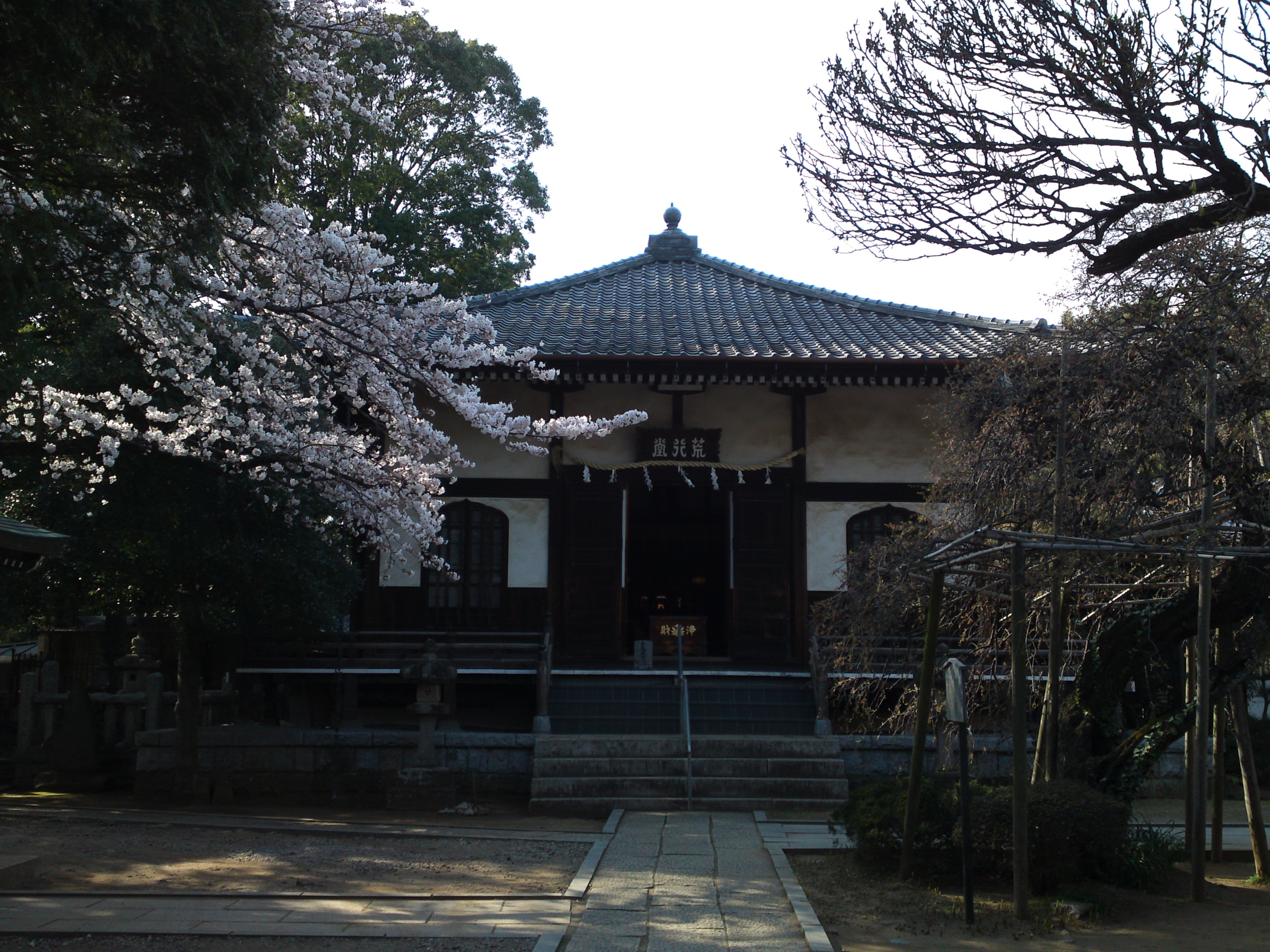 2015年遠壽院に咲く桜のj花６