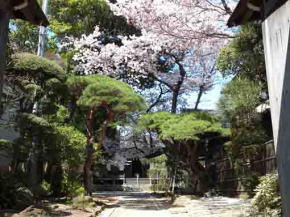 遠寿院荒行堂からの桜並木