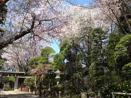 中山法華経寺参道遠寿院の桜