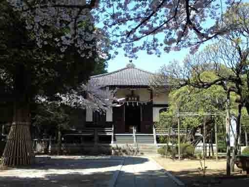 遠壽院荒行堂前参道脇の桜の花々