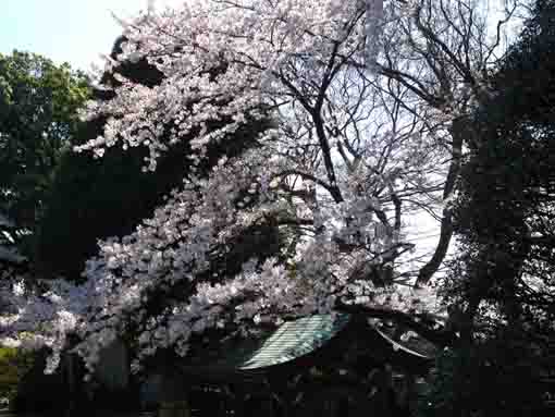 遠寿院荒行堂からの桜