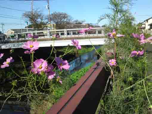 大柏川沿岸に咲くコスモスの花