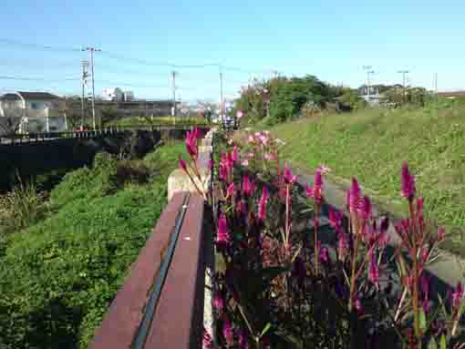 大柏川沿岸に咲く背の高いケイトウの花