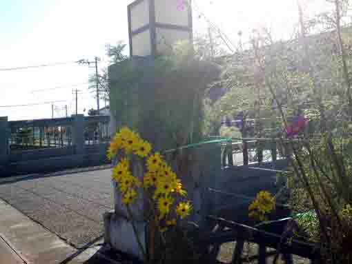 大柏川沿岸に咲く黄色い花