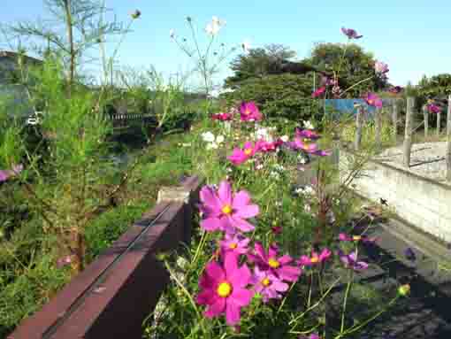 大柏川の欄干とコスモスの花々