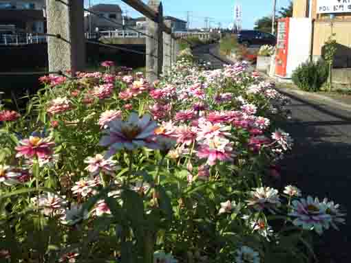 大柏川沿岸の花壇に咲く花々