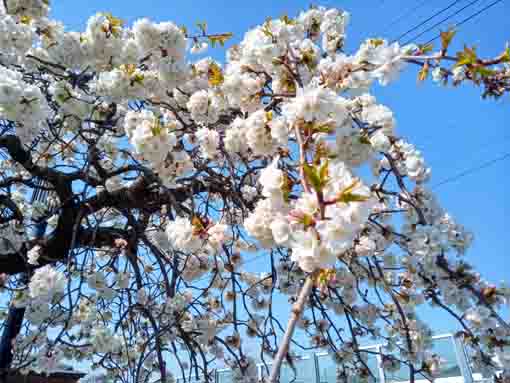 令和３年大柏川に咲く白いしだれ桜�A