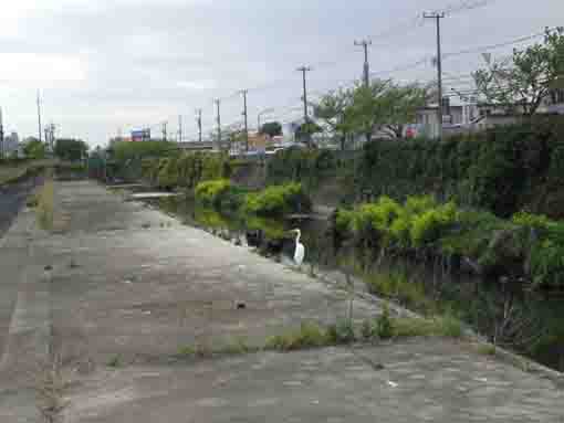 a white heron on the bank