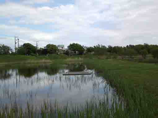 a pond in Oogashiwagawa Retantion Basin